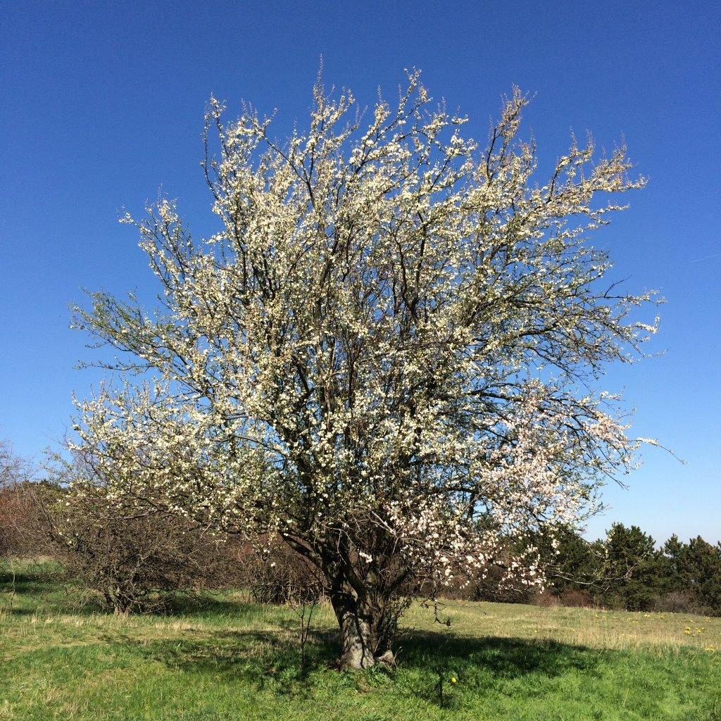 Perchtoldsdorfer Heide