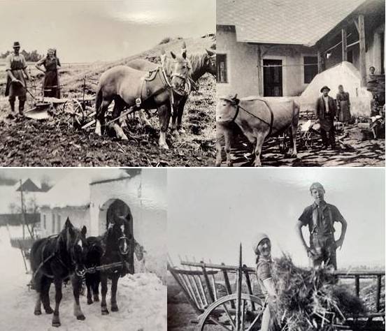 Ackern mit Pferden, Bauernhof mit Ochsengespann, Pferdeschlitten, Heuernte